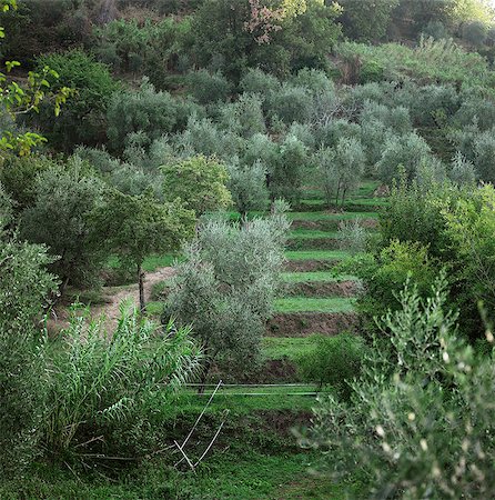 stairs, italy - Trees growing on graduated hill Stock Photo - Premium Royalty-Free, Code: 649-06533331