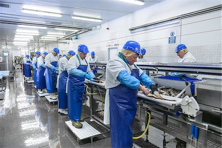 file (rangée) - Workers cleaning fish in factory Photographie de stock - Premium Libres de Droits, Code: 649-06533425