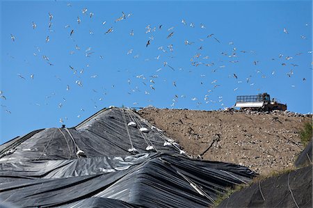 seagulls flying - Birds flying over machinery in landfill Foto de stock - Sin royalties Premium, Código: 649-06533596