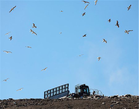 Birds flying over landfill Stock Photo - Premium Royalty-Free, Code: 649-06533600