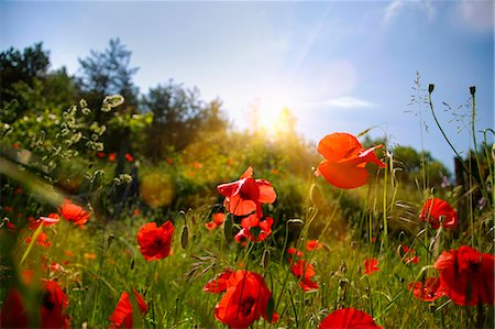 flowers in landscape not edited - Red flowers growing in field Foto de stock - Sin royalties Premium, Código: 649-06622287