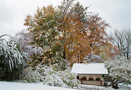 House and trees in snowy landscape Foto de stock - Sin royalties Premium, Código: 649-06622339