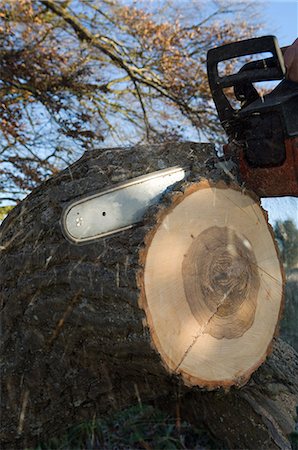 Close up of chainsaw cutting log Photographie de stock - Premium Libres de Droits, Code: 649-06622380