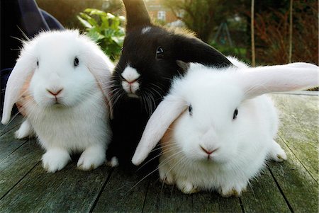 Rabbits sitting on wooden deck Photographie de stock - Premium Libres de Droits, Code: 649-06622393
