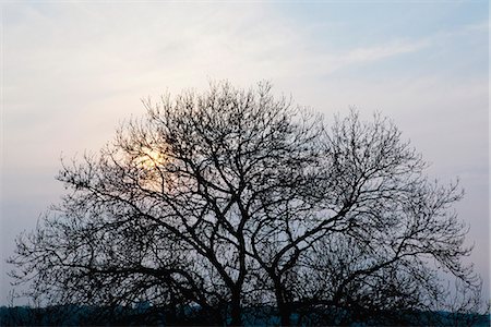 Sun rising over bare tree Fotografie stock - Premium Royalty-Free, Codice: 649-06622583