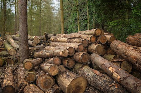 Pile of cut logs in forest Stock Photo - Premium Royalty-Free, Code: 649-06622636