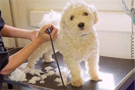 senior woman portrait looking at camera alone full body stand - Groomer shaving terriers coat Stock Photo - Premium Royalty-Free, Code: 649-06716669