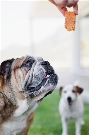 sweet treat - Owner giving dog biscuit Stock Photo - Premium Royalty-Free, Code: 649-06716971