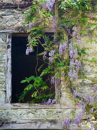 europe windows flowers - Flowers growing around old window Stock Photo - Premium Royalty-Free, Code: 649-06717352