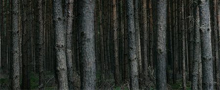 dark forest - Spruce forest, panoramic Stock Photo - Premium Royalty-Free, Code: 649-06812719