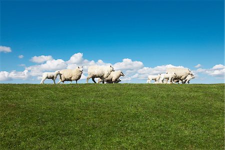 Sheep in field Stock Photo - Premium Royalty-Free, Code: 649-06812725