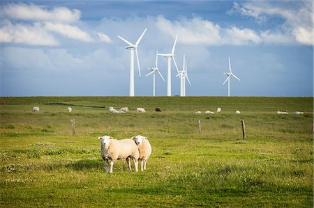 Sheep in field with windfarm, Schleswig Holstein, Germany Stock Photo - Premium Royalty-Free, Code: 649-06812735