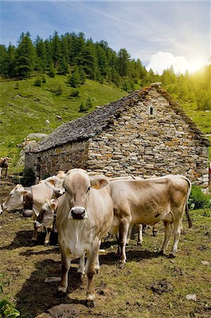 Cows outside stone barn Stock Photo - Premium Royalty-Free, Code: 649-06813165