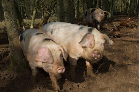 pig standing - Three pigs walking in mud on farm Stock Photo - Premium Royalty-Free, Code: 649-06829526