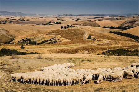 Flock of sheep feeding in Tuscan field, Italy Photographie de stock - Premium Libres de Droits, Code: 649-06829873