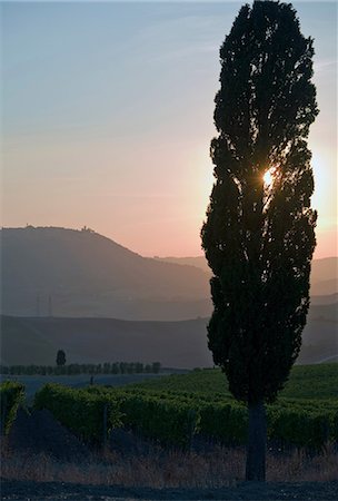 sunny vineyard - Grapevines and cypress tree at sunrise, Tuscany, Italy Stock Photo - Premium Royalty-Free, Code: 649-06829893