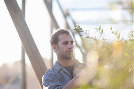 serre (plantes) - Young man working with plants Photographie de stock - Premium Libres de Droits, Code: 649-06844200