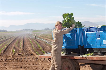 Young man loading vegetables onto crates on trailer Stock Photo - Premium Royalty-Free, Code: 649-06844234