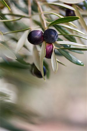 Olives growing on plant in olive grove, close up Photographie de stock - Premium Libres de Droits, Code: 649-06844352