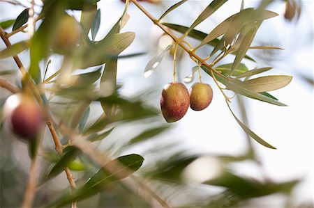 fresh vegetables - Olives growing on plant in olive grove, close up Photographie de stock - Premium Libres de Droits, Code: 649-06844353