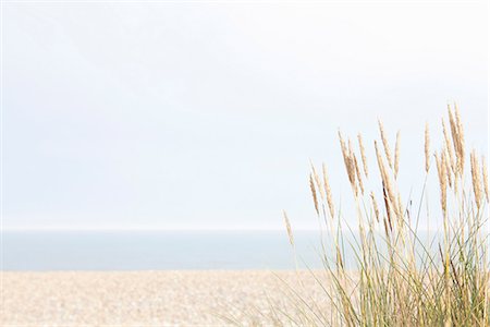 sea grass - Deserted beach Photographie de stock - Premium Libres de Droits, Code: 649-06844888