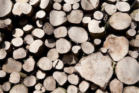 deforestación - A stack of cut timber Foto de stock - Sin royalties Premium, Código: 649-06844896