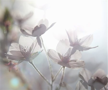 floral - Ethereal shot of white cherry blossom, prunus serrulata Photographie de stock - Premium Libres de Droits, Code: 649-06844907