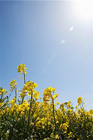 stechginster - Gorse on sunny day Stockbilder - Premium RF Lizenzfrei, Bildnummer: 649-06844900