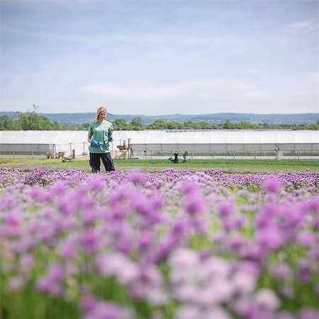 farming - Workers picking fresh chives Stock Photo - Premium Royalty-Free, Code: 649-07064598