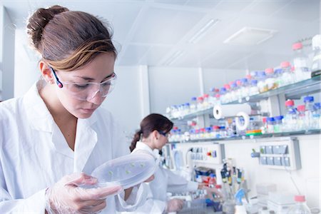 scientist in laboratory - Biology student looking at petri dish Stock Photo - Premium Royalty-Free, Code: 649-07064914