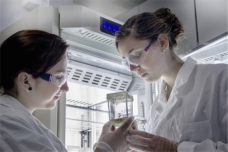 Biology students looking at sample Stock Photo - Premium Royalty-Free, Code: 649-07064911