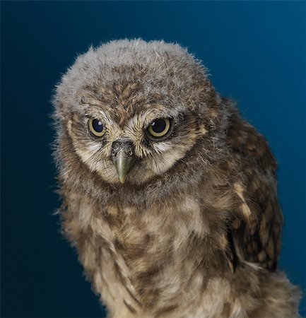 Baby Owl Stock Photo - Premium Royalty-Free, Code: 649-07065094