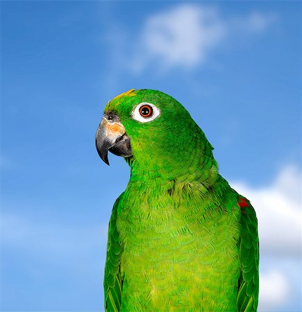 Amazon Parrot Stock Photo - Premium Royalty-Free, Code: 649-07065090
