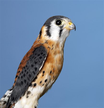 American Kestrel Stockbilder - Premium RF Lizenzfrei, Bildnummer: 649-07065093