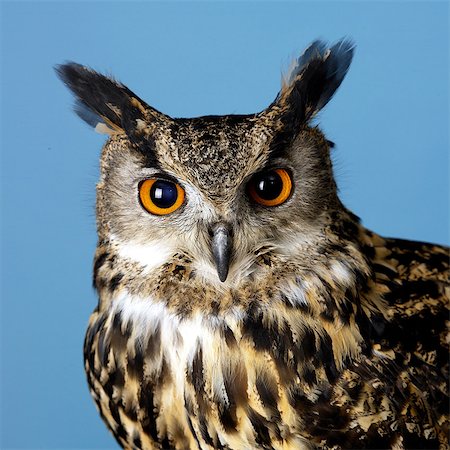 Eagle Owl Foto de stock - Sin royalties Premium, Código: 649-07065104