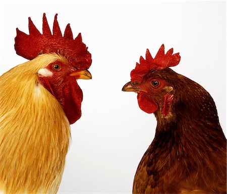 Hen and cockerel Foto de stock - Sin royalties Premium, Código: 649-07065109