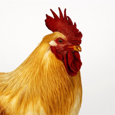 retrato de animal - Cockerel Photographie de stock - Premium Libres de Droits, Code: 649-07065101