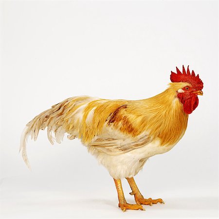 Cockerel Stock Photo - Premium Royalty-Free, Code: 649-07065102