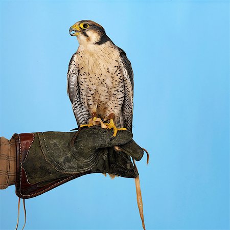 Lanner Falcon perched on hand Stock Photo - Premium Royalty-Free, Code: 649-07065114