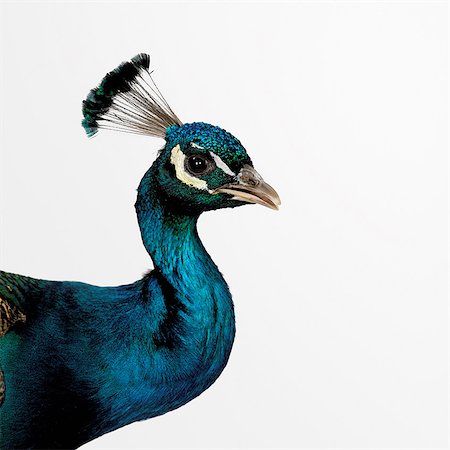 Peacock Stock Photo - Premium Royalty-Free, Code: 649-07065118