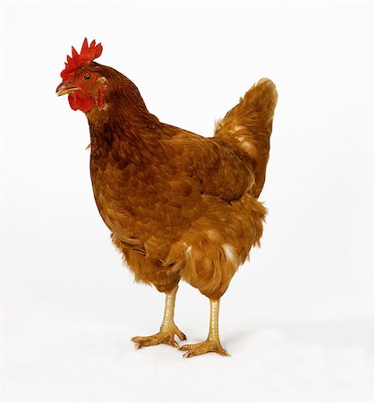 portrait animal - Hen Foto de stock - Sin royalties Premium, Código: 649-07065110