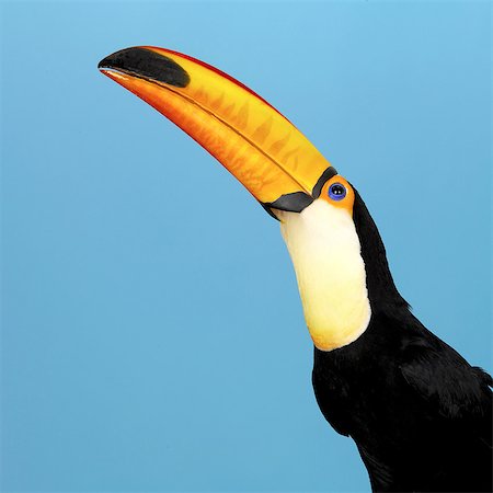 portrait animal - Toco Toucan Foto de stock - Sin royalties Premium, Código: 649-07065127