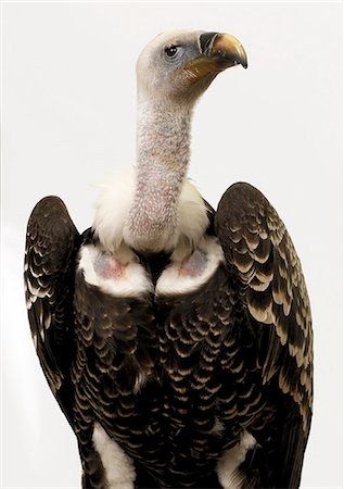 Vulture Foto de stock - Sin royalties Premium, Código: 649-07065128