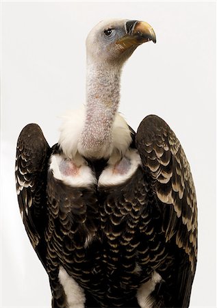 death bird - Vulture Stock Photo - Premium Royalty-Free, Code: 649-07065128