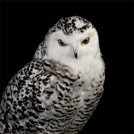 fondo negro - Snowy Owl Foto de stock - Sin royalties Premium, Código: 649-07065122
