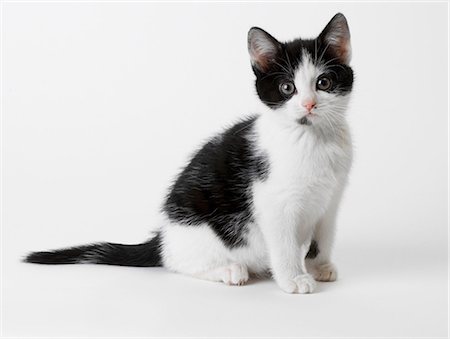 simsearch:649-07065234,k - Black and white kitten Foto de stock - Sin royalties Premium, Código: 649-07065136