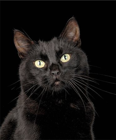 simsearch:649-07065159,k - Black cat Foto de stock - Sin royalties Premium, Código: 649-07065137