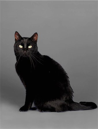 Black cat Stock Photo - Premium Royalty-Free, Code: 649-07065138