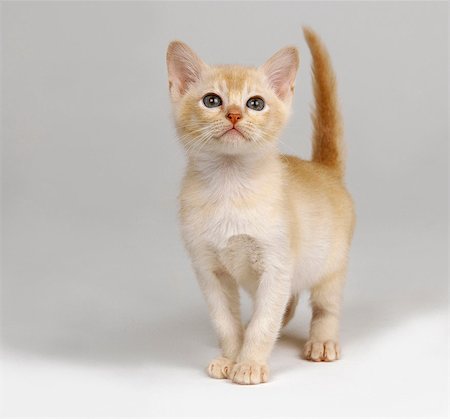 simsearch:649-07065234,k - Ginger kitten Foto de stock - Sin royalties Premium, Código: 649-07065146