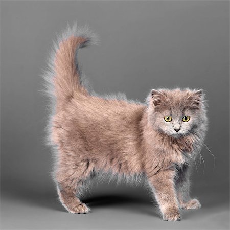 esponja - Long haired blue grey kitten Foto de stock - Sin royalties Premium, Código: 649-07065147